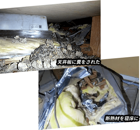 天井板に糞をされた/断熱材を寝床に/500円玉サイズの穴があれば侵入が可能!
