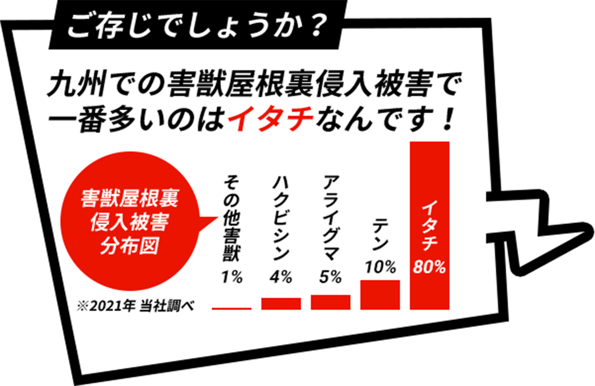 九州での害獣屋根裏侵入被害で一番多いのはイタチなんです！