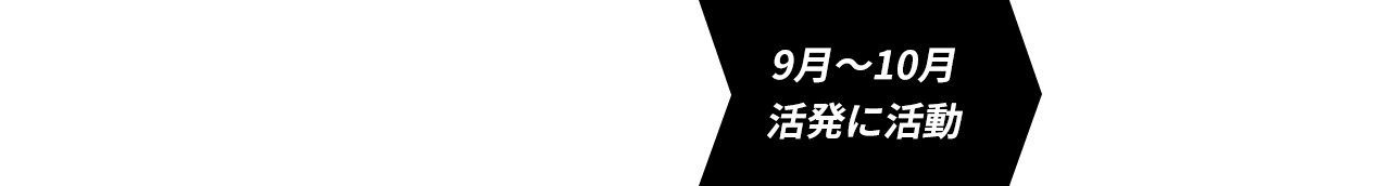 4~6月出産/7~8月子育て/9~10月活発に活動/11~3月冬眠