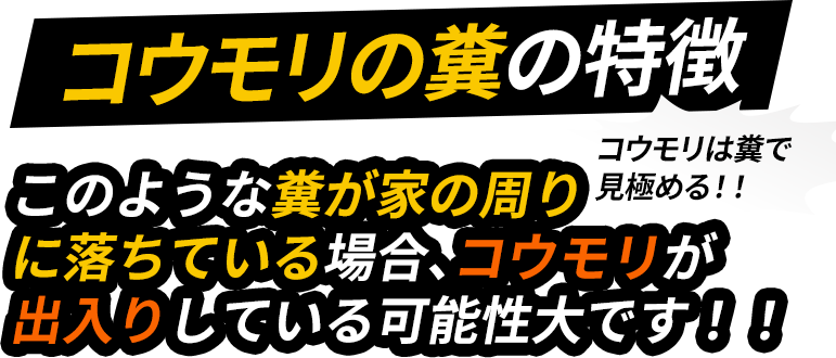 コウモリの糞の特徴/このような糞が家の周りに落ちている場合、コウモリが出入りしている可能性大です！